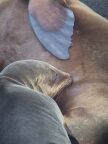 Nursing Sea Lion Closeup